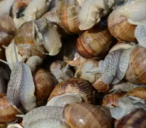Zbiór ślimaków winniczków – reguły prawne